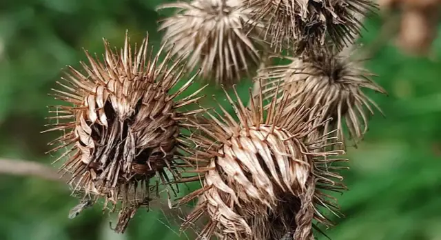 Chwast z rzepami – poznaj łopian i jego właściwości w krzyżówkach