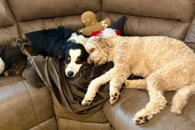 Ile śpi szczeniak - Normy snu i sygnały alarmowe