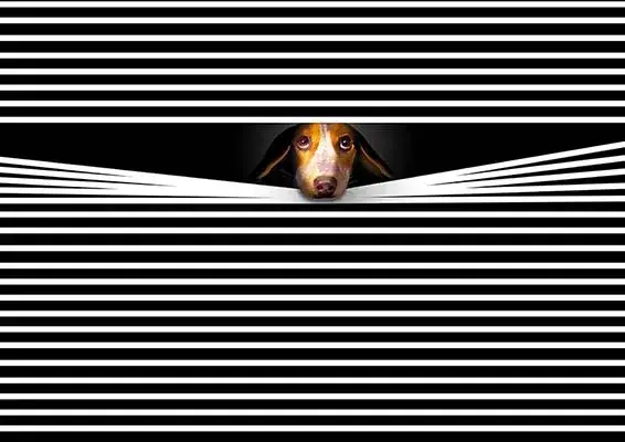 Choroby psychiczne u psów: objawy, które mogą zagrażać zdrowiu psa