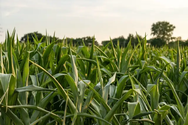 Jak uprawiać kukurydzę, aby uniknąć najczęstszych błędów i uzyskać plony
