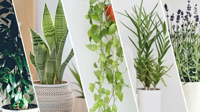 Jakie kwiaty do sypialni? Ranking TOP 10 dla snu i zdrowia