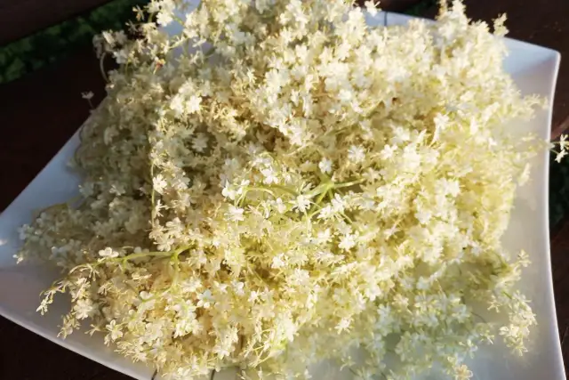 Letnia ochłoda z syropu z kwiatu bzu? Oto przepis prosto od babci