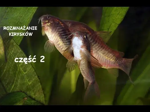 Rozmnażanie kirysków: Praktyczny poradnik krok po kroku