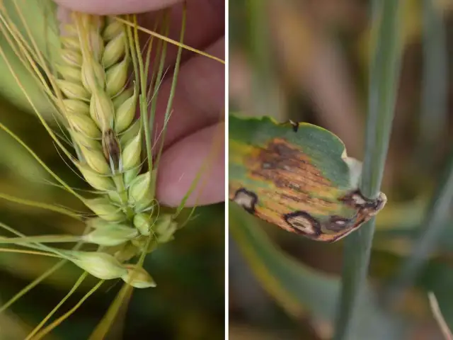 Kiedy pryskać zboża ozime, aby skutecznie zwalczyć chwasty?