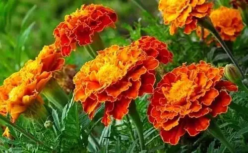 Najlepsze kwiaty na cmentarz: trwałe, piękne i symboliczne