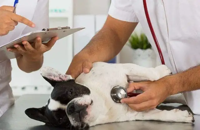 Kiedy pies wymiotuje, a weterynarz jest koniecznością - sprawdź objawy