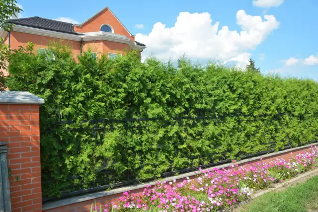 Jak odgrodzić się od sąsiada? Skuteczne sposoby i przepisy