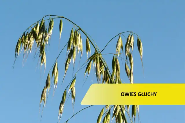 Jak skutecznie zwalczyć głuchy chwast zbożowy i chronić plony