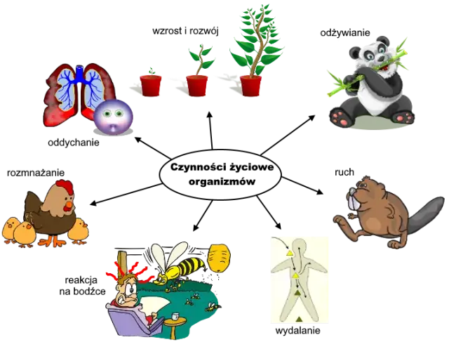 Czym zajmuje się biologia? Odkryj naukę o życiu i jej znaczenie