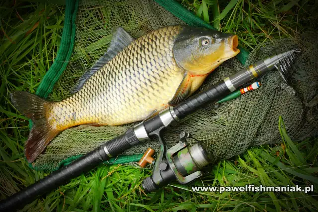 Jaka wędka na karpia? Wybierz idealny kij na lata! Poradnik