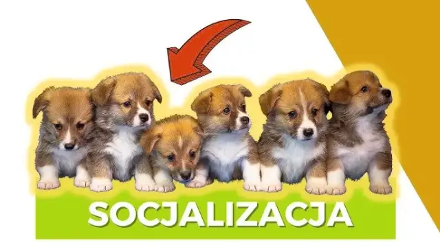 Jak socjalizować szczeniaka, by uniknąć problemów w przyszłości?
