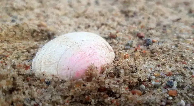 Gdzie zbierać muszle nad Bałtykiem? Odkryj najlepsze miejsca i porady