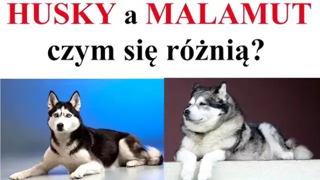 Siberian Husky: Wygląd, cechy i jak odróżnić go od Malamuta