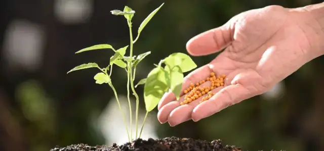 Jakie nawozy stosować wiosną na działce, by uniknąć błędów w ogrodzie