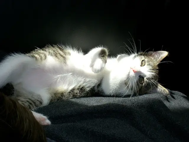 Kociak leżący na plecach na ciemnym tle, oświetlony słońcem.