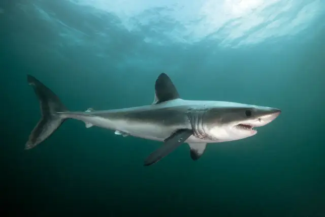 Czy w Bałtyku są rekiny? Spokojnie, fakty rozwieją obawy!