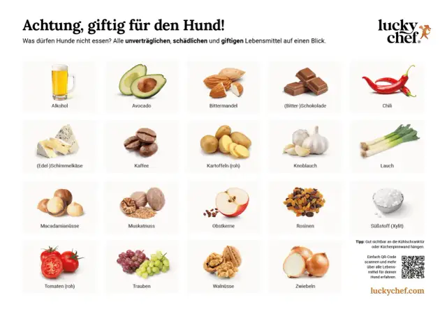 Hund & Gewürze: Die grüne Liste & rote Warnung für Ihr Tier