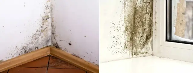 Jak napisać pismo do spółdzielni mieszkaniowej w sprawie grzyba?