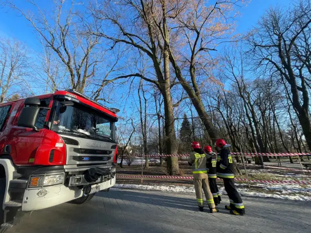 Kiedy straż pożarna może wyciąć drzewo? Ważne przepisy i sytuacje