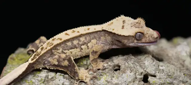 Gekon orzęsiony z językiem na pysku na tle czerni i kory.