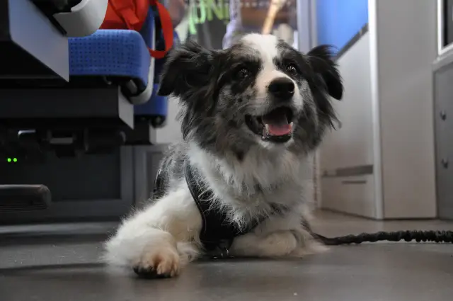 Pies w PKP? Bilet, zasady i komfort podróży krok po kroku!