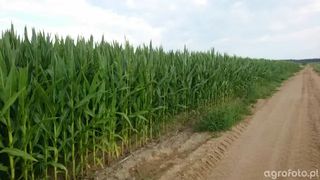 Kukurydza Hulk: Jakie gleby? Maksymalny plon na słabych i średnich.