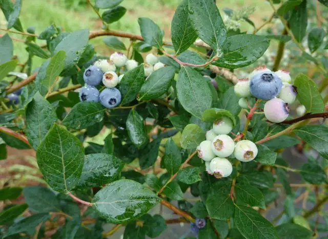 Krzew borówki amerykańskiej z owocami w różnym stadium dojrzałości. Idealne stanowisko dla tej rośliny to słoneczne i osłonięte miejsce.