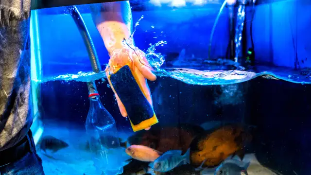Jak wyklarować wodę w akwarium i uniknąć mętności na zawsze