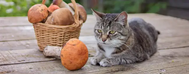 Czy koty mogą jeść grzyby? Odkryj niebezpieczeństwa dla zdrowia kota
