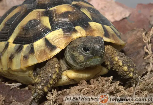 Żółw grecki: 100 lat życia to nie mit! Jak go osiągnąć?