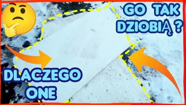 Dlaczego kury jedzą styropian? Odkryj niebezpieczeństwa i przyczyny