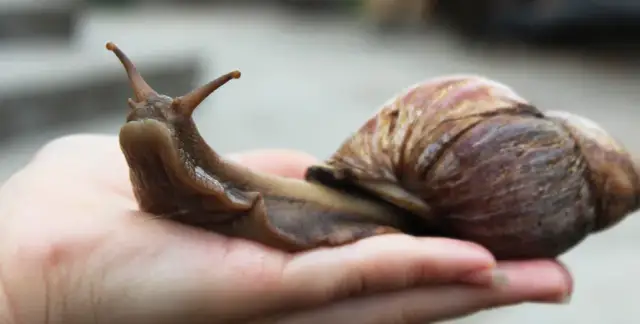Jak rozmnażają się ślimaki afrykańskie? Odkryj ich tajemnice i zwyczaje