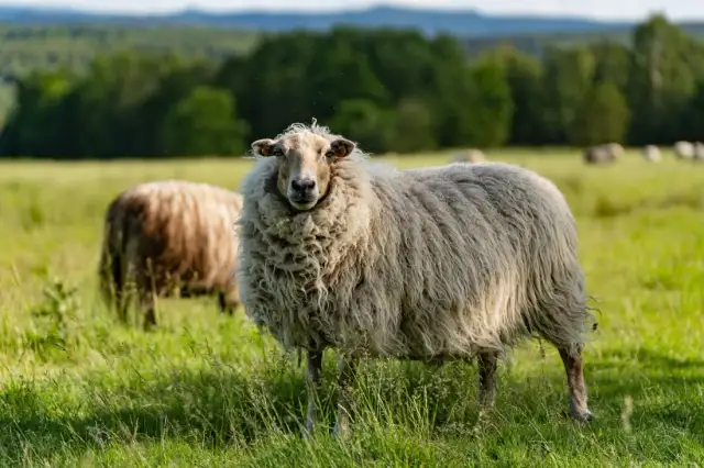 Czy hodowla owiec jest opłacalna? Kluczowe czynniki wpływające na zyski