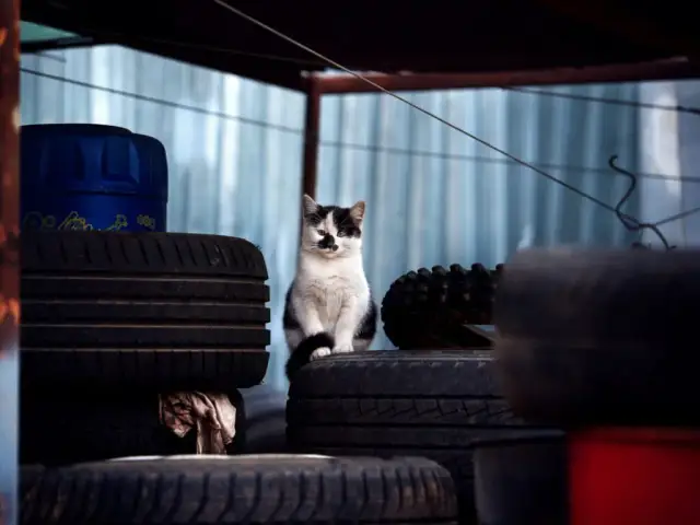 Czy kotka wraca do domu? Oto co musisz wiedzieć o zaginięciu kota