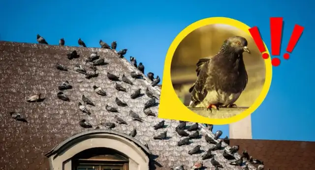 Skuteczne sposoby na odstraszenie gołębi z dachu bez problemów