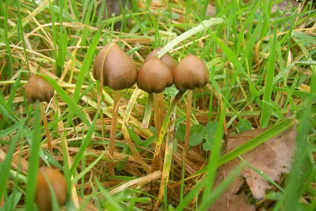 Gdzie rosną grzyby halucynogenne w Polsce? Prawo i identyfikacja