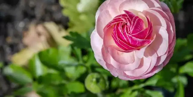 Kiedy sadzić jaskier azjatycki, aby uniknąć problemów z uprawą?