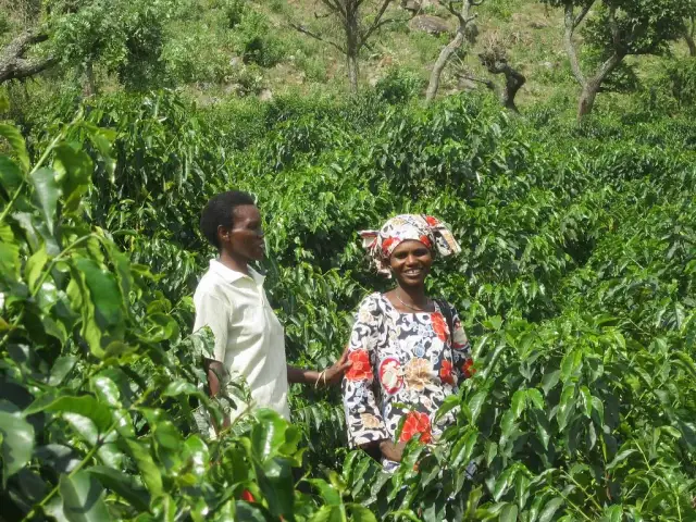 Co uprawia się w Afryce? Odkryj różnorodność roślin i ich znaczenie