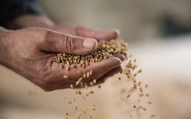 Jakie zboże z Ukrainy są najważniejsze dla rynku europejskiego?