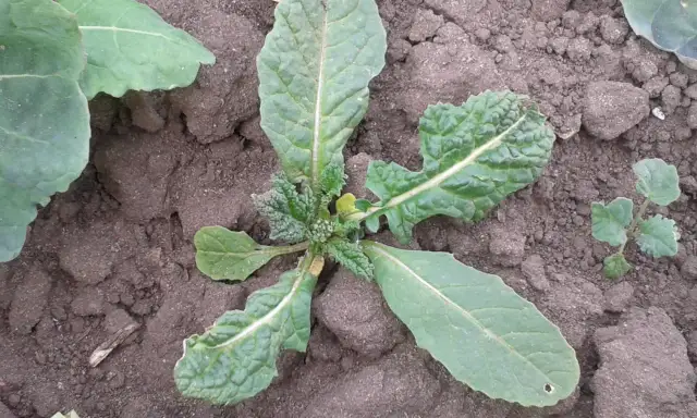 Rzodkiew świrzepa: Jak skutecznie zwalczać ten uciążliwy chwast?