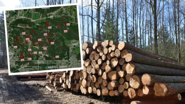 Wycinka drzew w jakich miesiącach? Sprawdź, aby uniknąć problemów