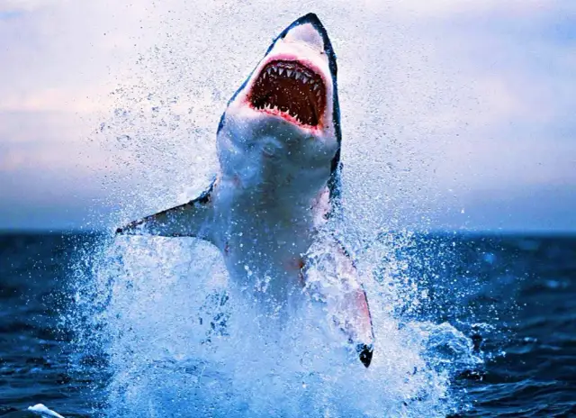 Wielki biały rekin wyskakuje z wody, pokazując ostre zęby. Czy w Morzu Północnym są rekiny? Ten obraz sugeruje, że tak, a przynajmniej w podobnych wodach.