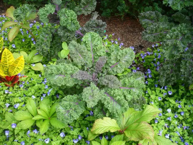 Co siejemy do gruntu w maju? Pełna lista roślin i wskazówki