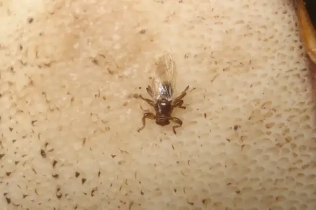 Czy kleszcze latają? Odkryj prawdę o tych groźnych pasożytach