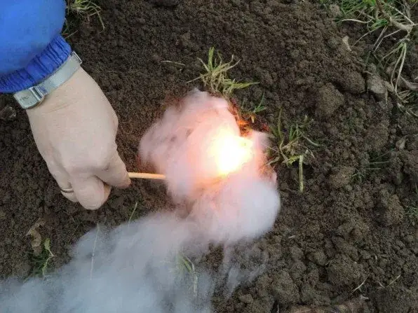 Skuteczne sposoby na pozbycie się kreta na działce bez bólu