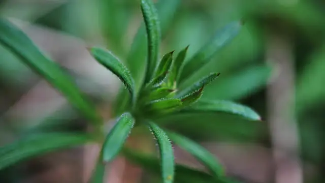 Przytulia czepna: Jak rozpoznać i skutecznie zwalczyć ten chwast?