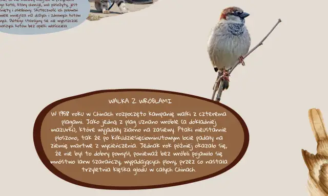 Samica wróbla domowego: Rozpoznaj ją po tej jednej cesze!