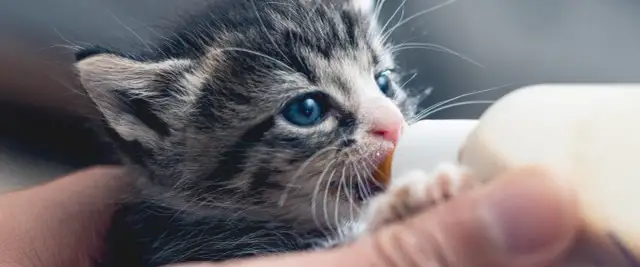Osierocony kotek: Czym karmić? 3 kroki, które ratują życie