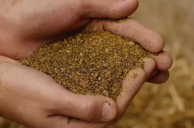 Ile białka ma śruta sojowa? Sprawdź fakty i normy