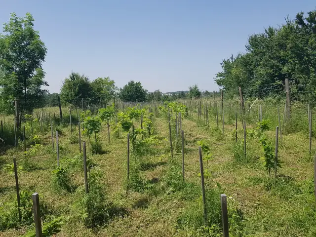 Zagrożone rośliny w Polsce: Które gatunki walczą o przetrwanie?